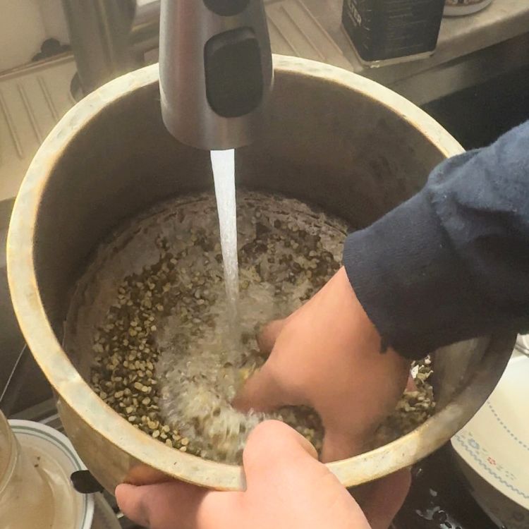 Rinsing a mixture of white rice and split green moong dal under running tap water.