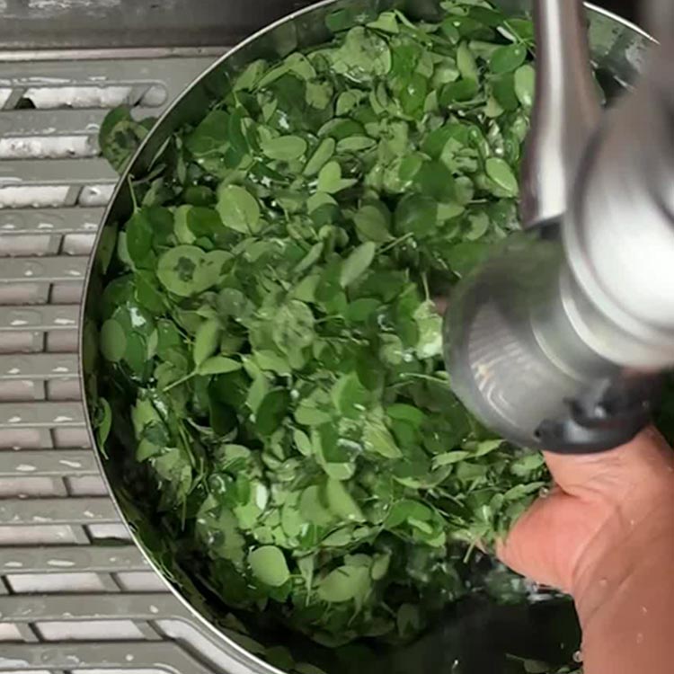 Hands washing bright green moringa leaves in metal strainer under running water