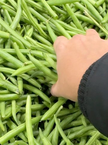 hand picking fresh green beans
