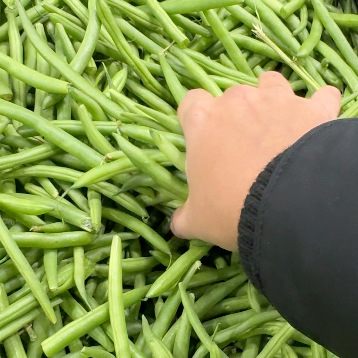 Fresh green beans being picked and trimmed