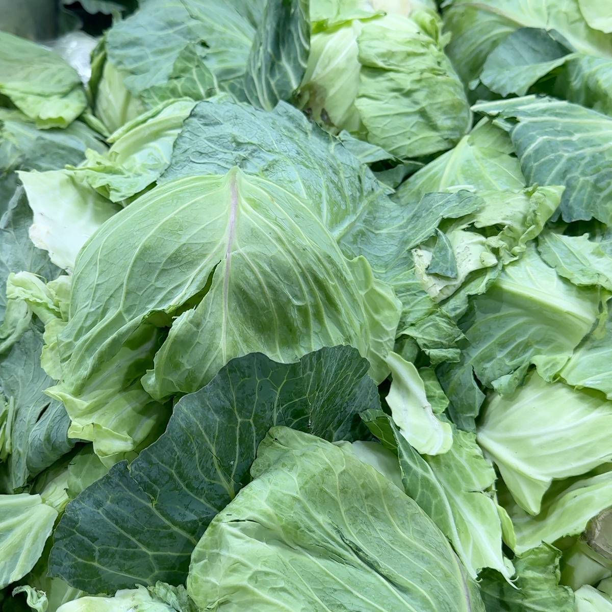 Fresh cabbage
